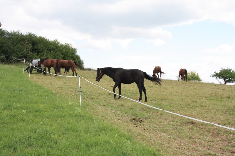 Ausbildungs- & Reitsportanlage01691