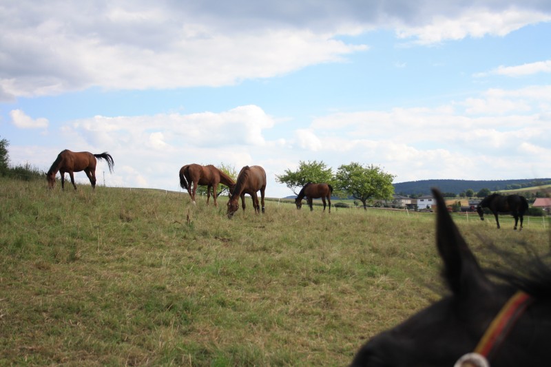 Ausbildungs- & Reitsportanlage02691
